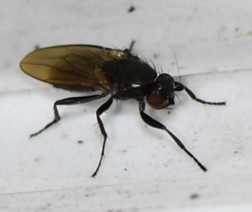 Réf. 277 497 : Limosininae inconnu